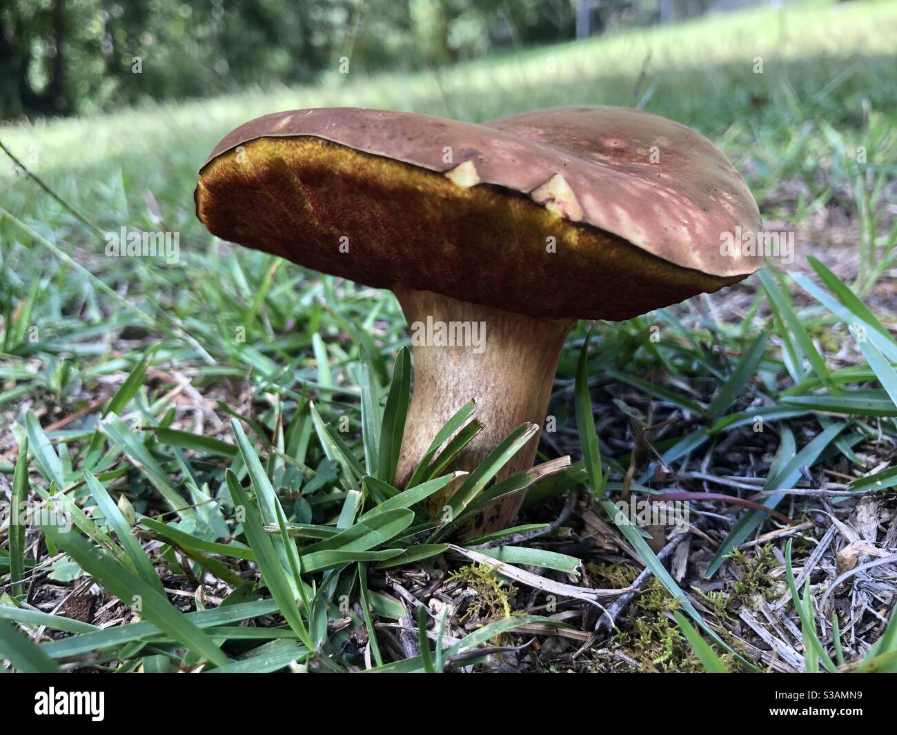 Mushroom in the grass Stock Photo