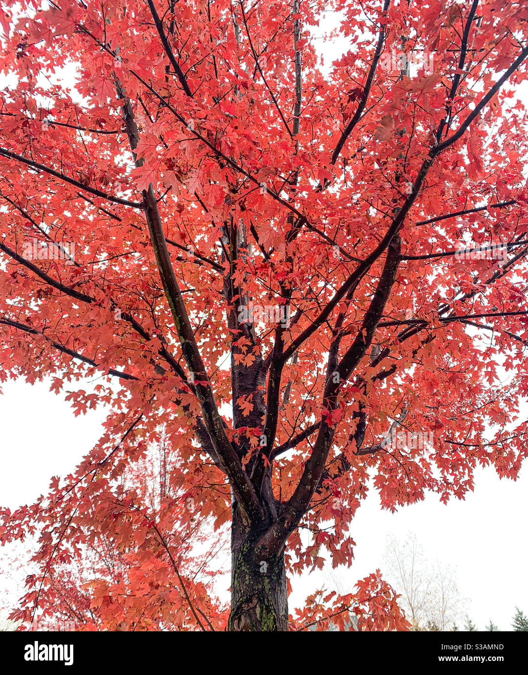 brightly colored tree Stock Photo