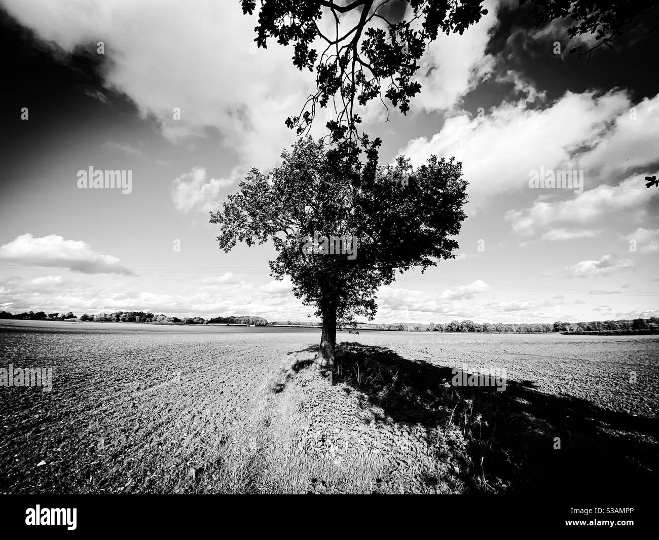 A black and white landscape photograph with a single tree as a subject. Taken in the South Norfolk countryside, England - Smartphone Captured Stock Image