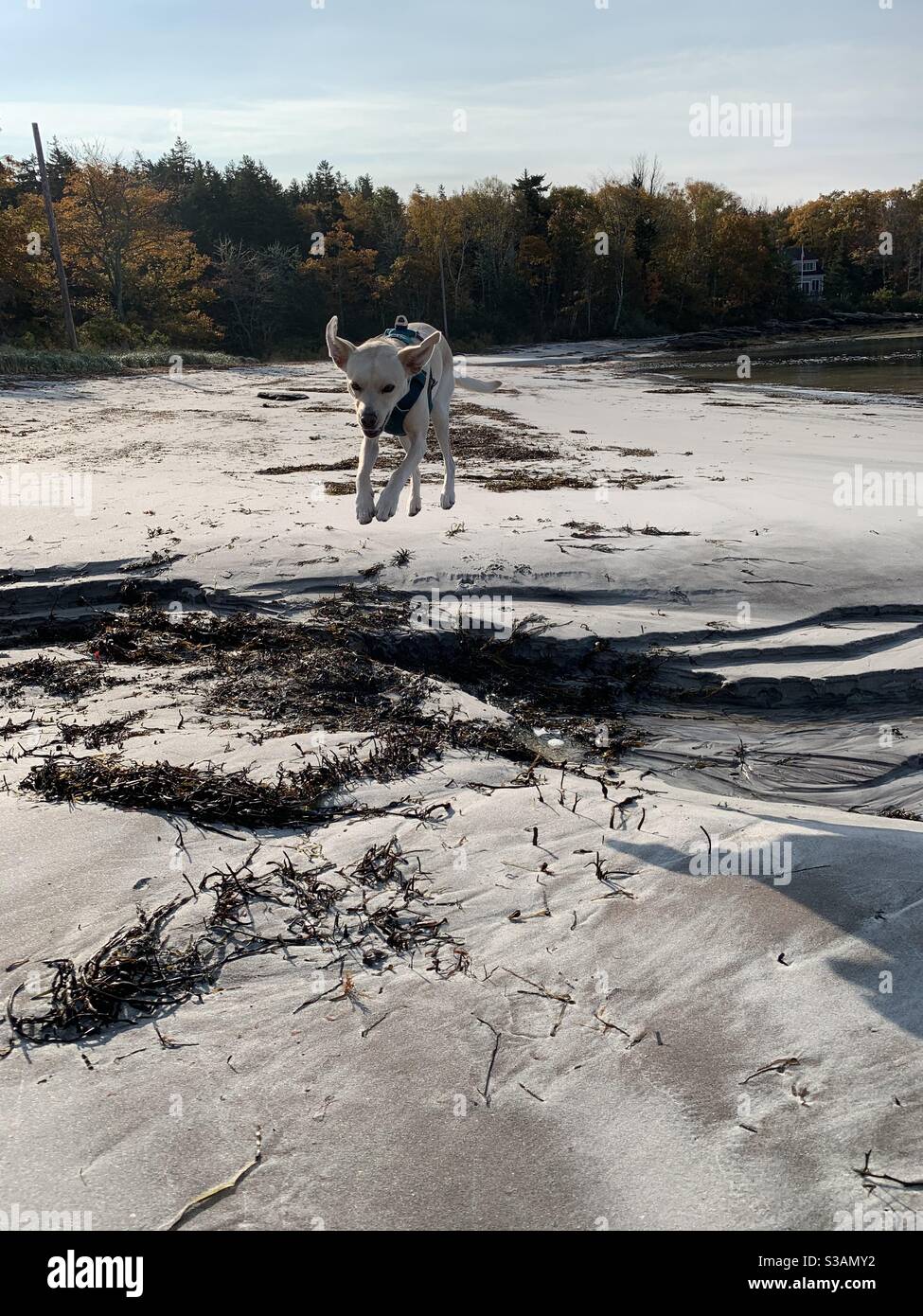 Dog jumping on the beach in ME Stock Photo Alamy