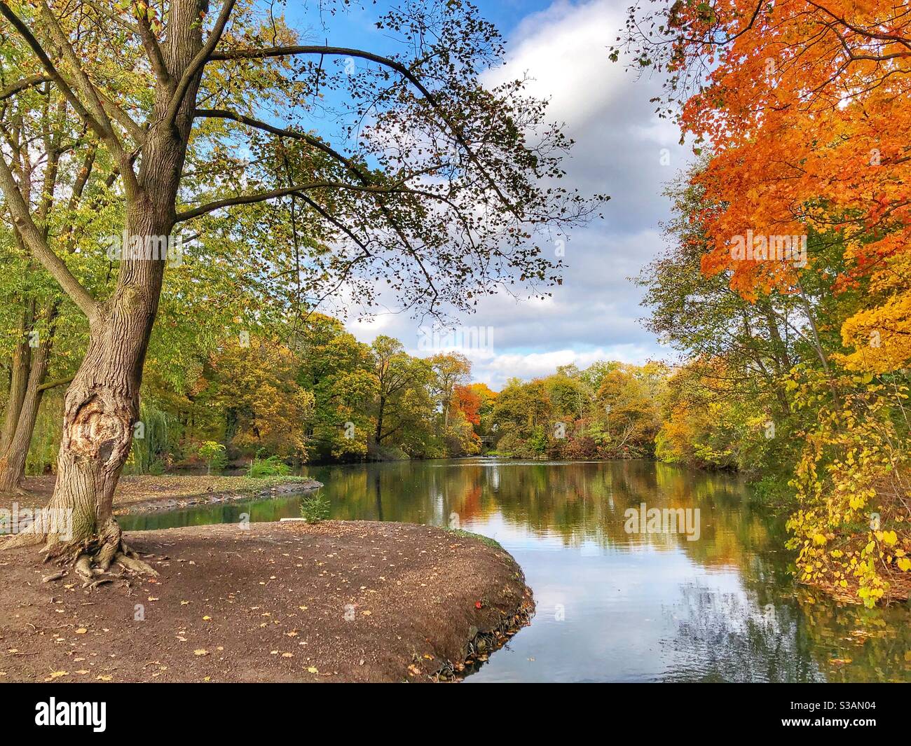 Beautiful autumn colours in the woods. - Smartphone Captured Stock Image