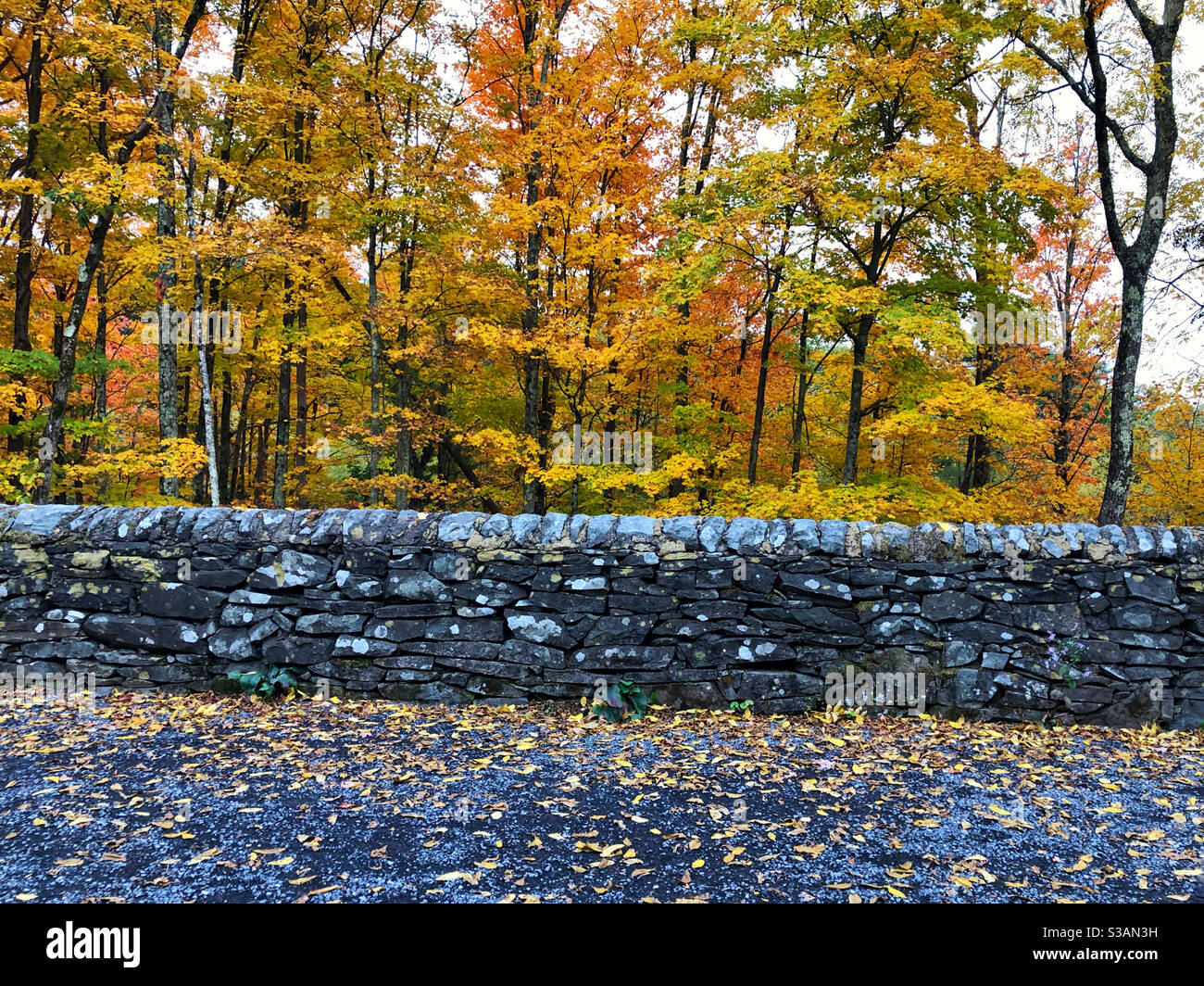 Rock wall and path in front of golden and colorful fall leaves - Smartphone Captured Stock Image