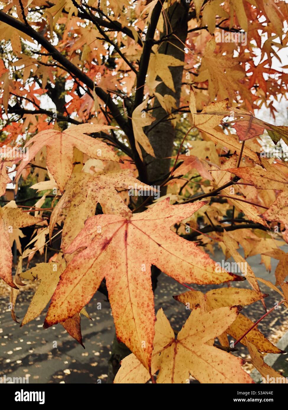 Autumn Acer - Smartphone Captured Stock Image