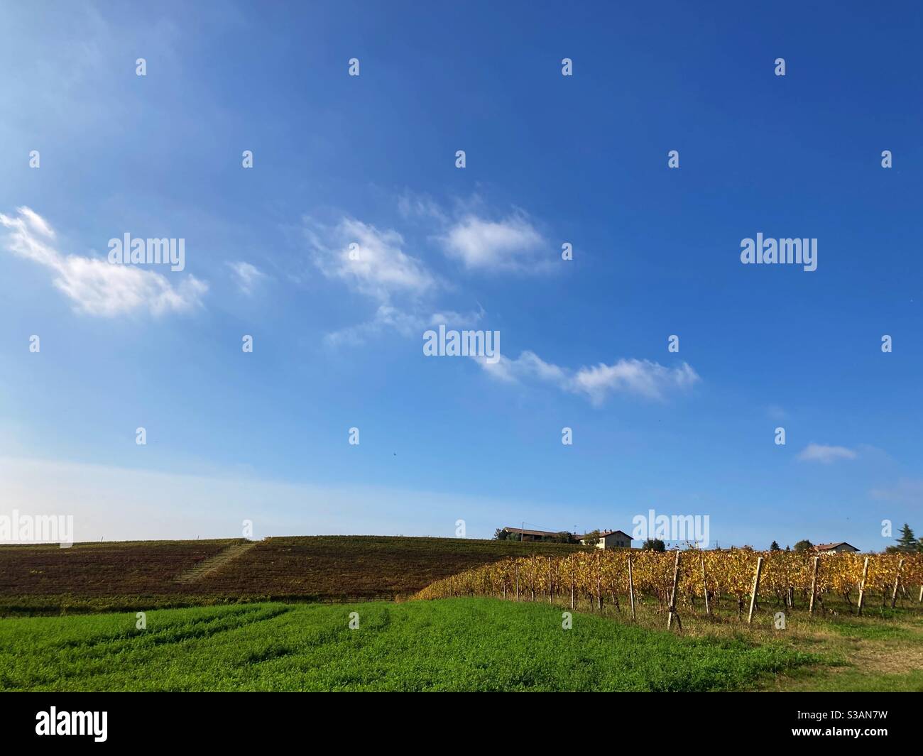 Vineyards in Italy Stock Photo