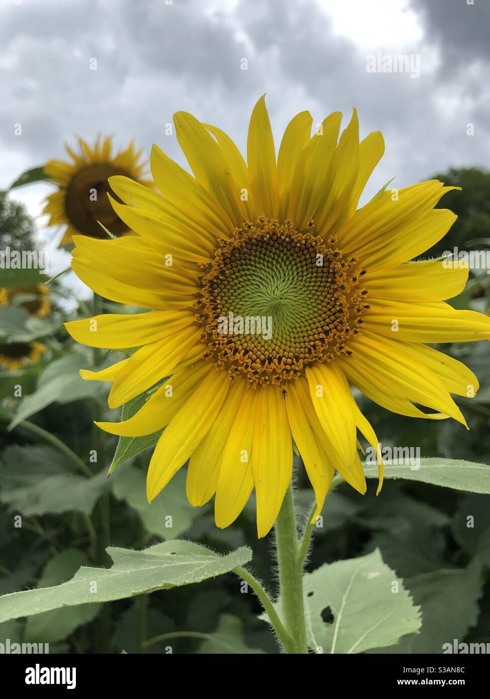 Autauga Sunflower Stock Photo