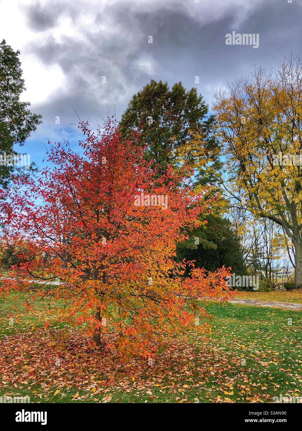 The colourful autumn landscape. Stock Photo