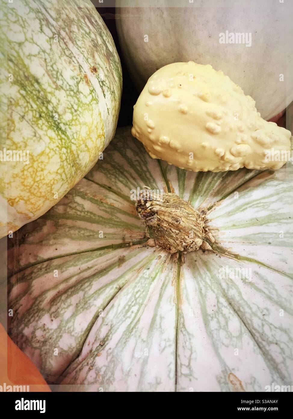 Autumn seasonal display of multicolored gourds to celebrate harvest time in the United States - Smartphone Captured Stock Image