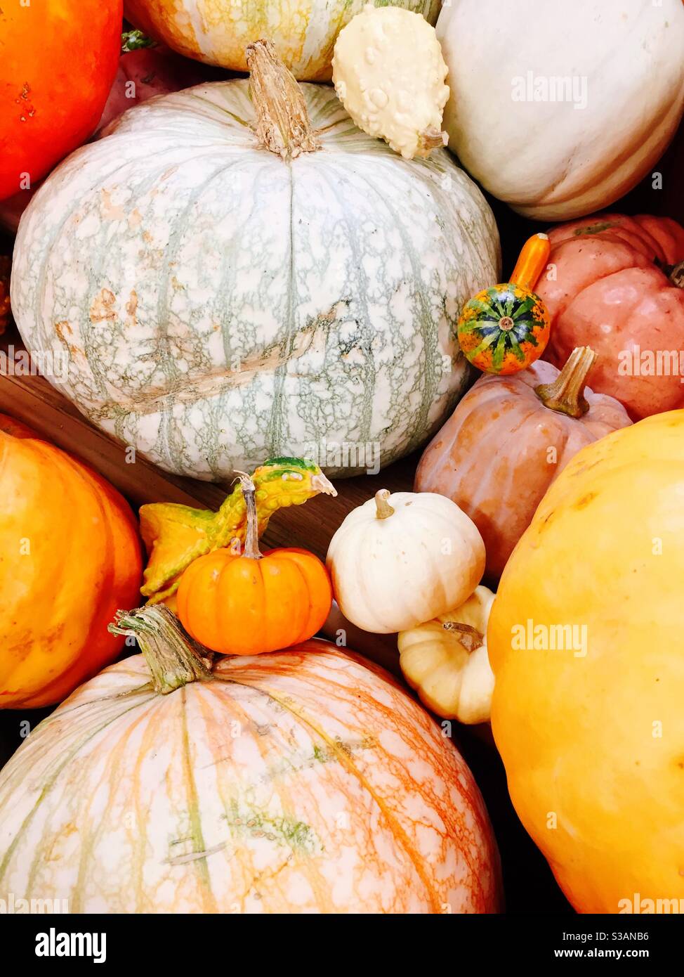 Autumn Display of vibrant pumpkins and gourds, north eastern United States - Smartphone Captured Stock Image