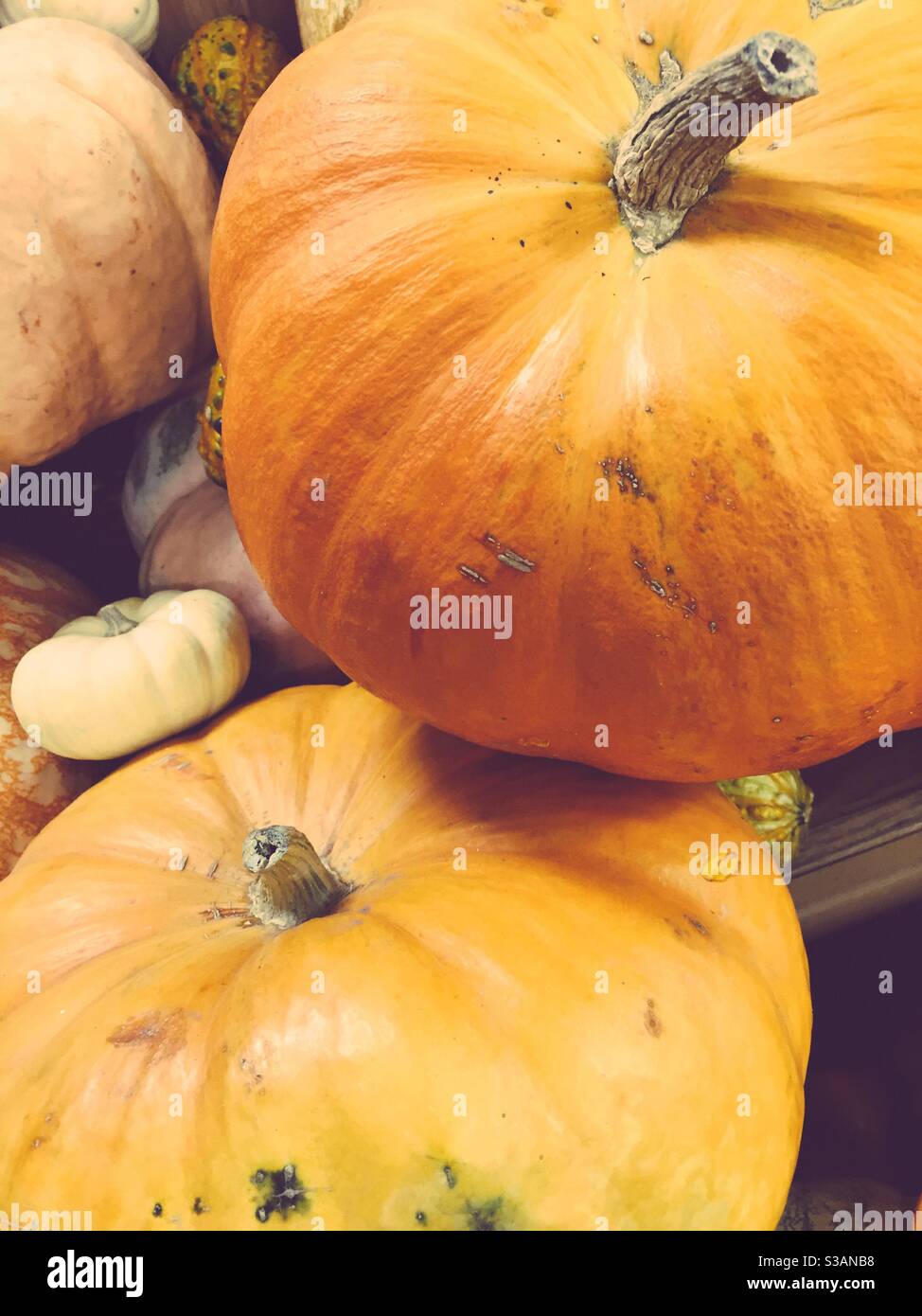 Pumpkin Display to celebrate the autumn season, United States - Smartphone Captured Stock Image