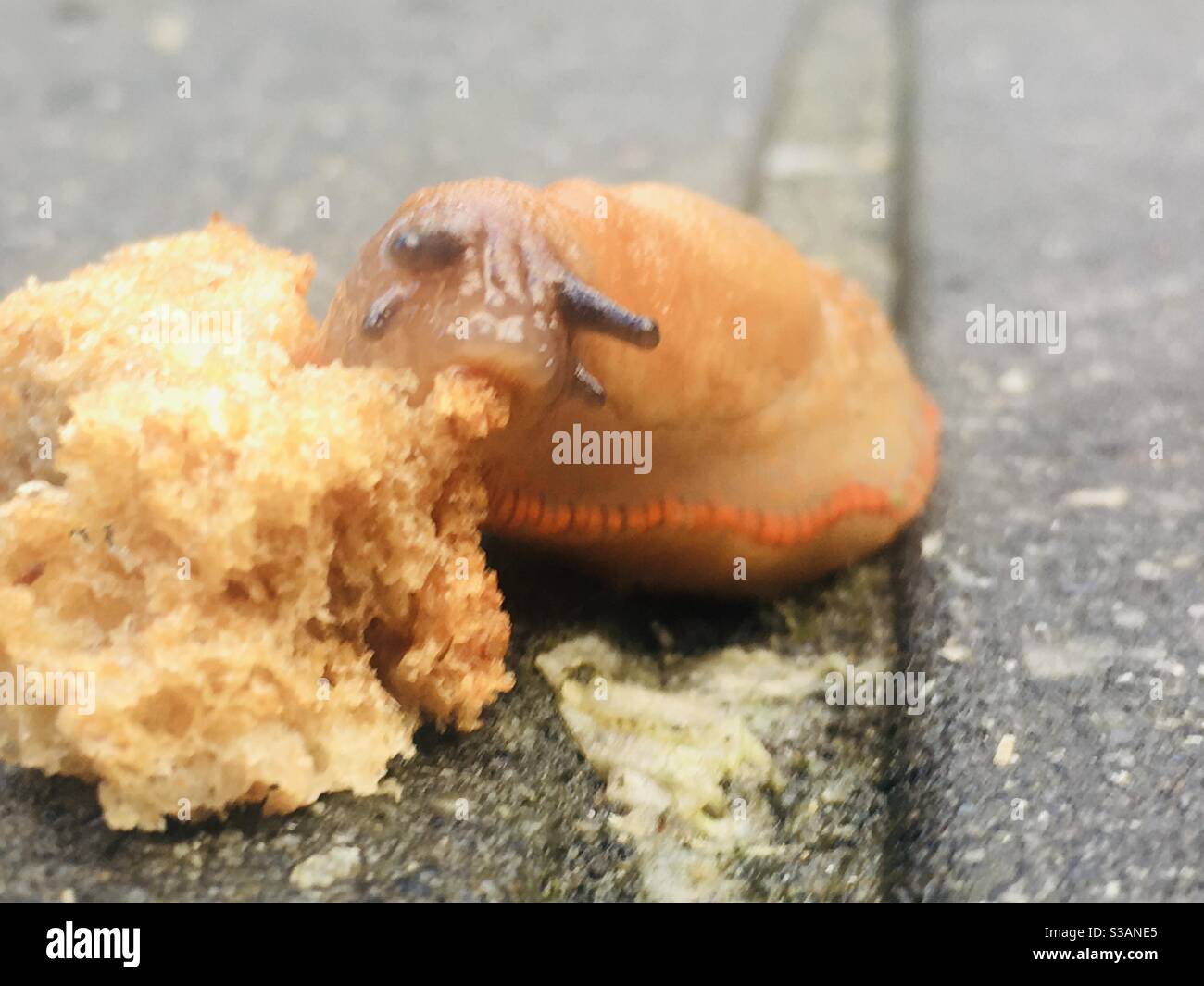 Slug eating bread Stock Photo Alamy