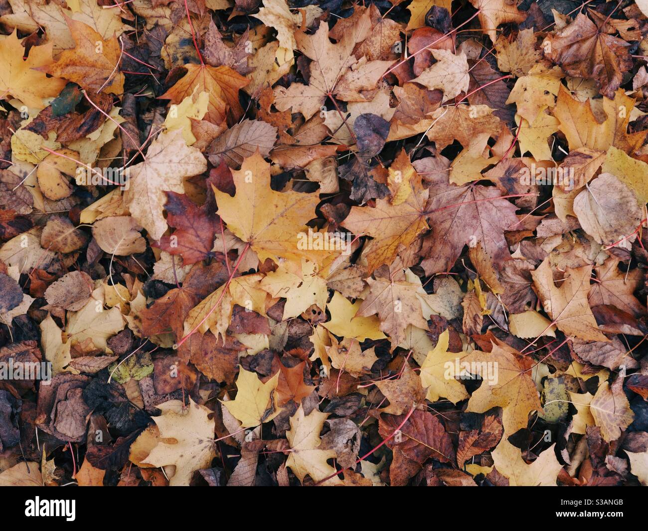 Autumn leaves in Cambridge, U.K. - Smartphone Captured Stock Image