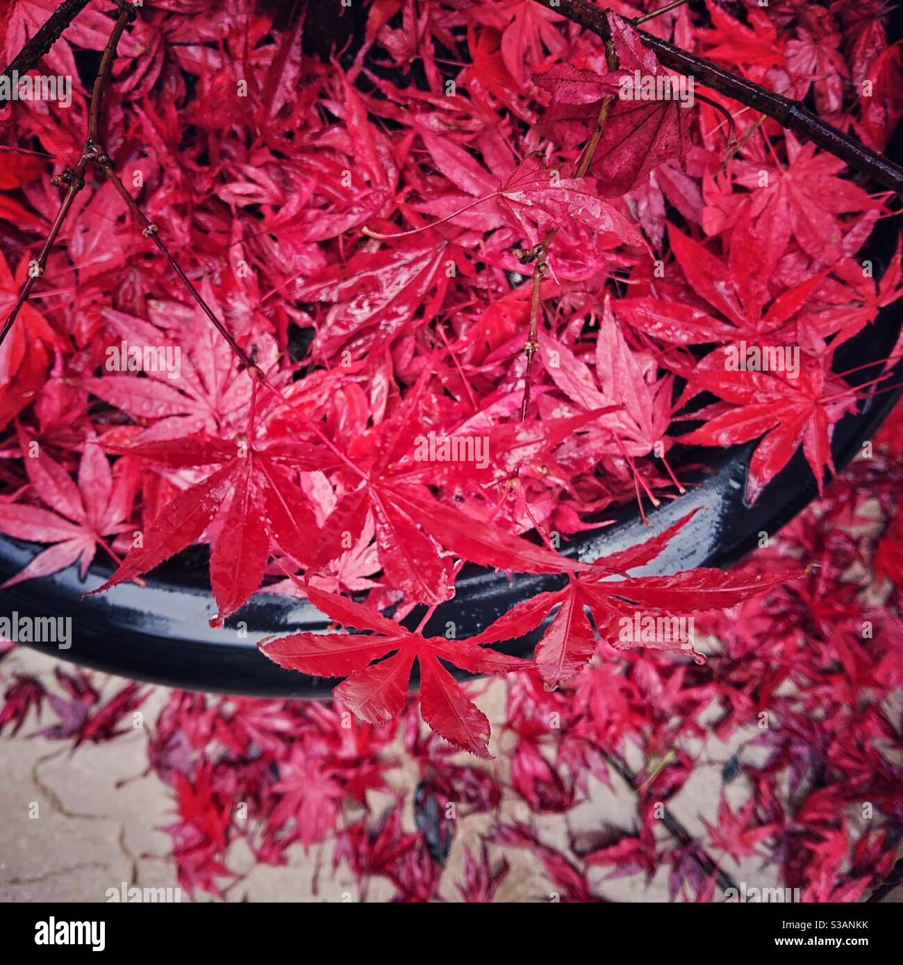 A close up photograph of a vibrant red acer tree shedding its leaves onto the black plant pot edge and paving. Stock Photo