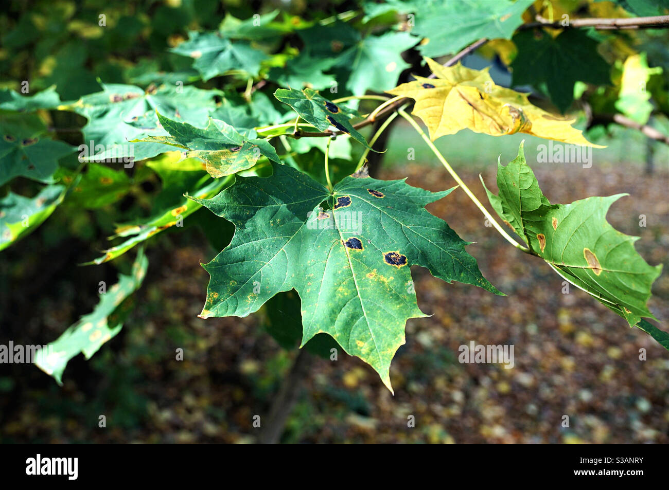 Beginning of autumn - Smartphone Captured Stock Image