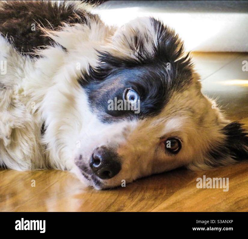 Dogs - Smartphone Captured Stock Image