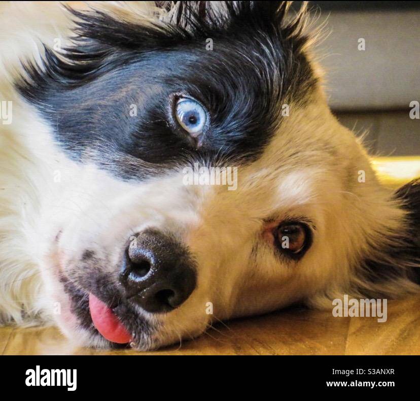 Premium Photo  A closeup shot of a spotted border collie blue merle dog  with heterochromia eyes