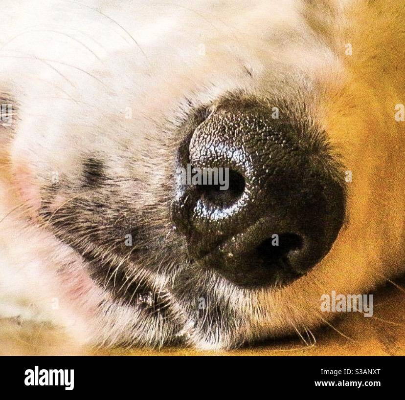 Dogs - Smartphone Captured Stock Image