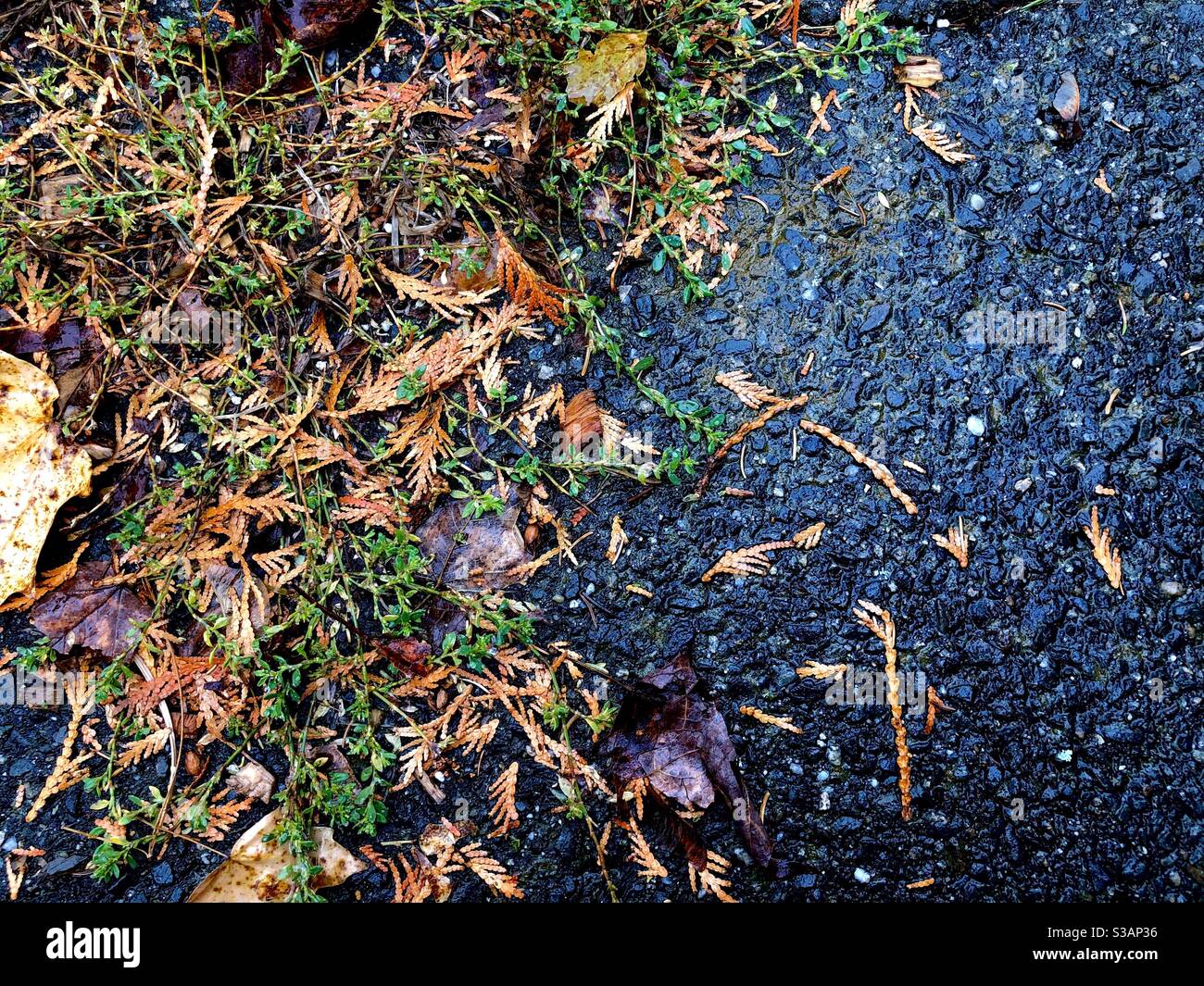 Moss and grass growing out of cracks in pavement with fallen leaves on rainy day. Stock Photo