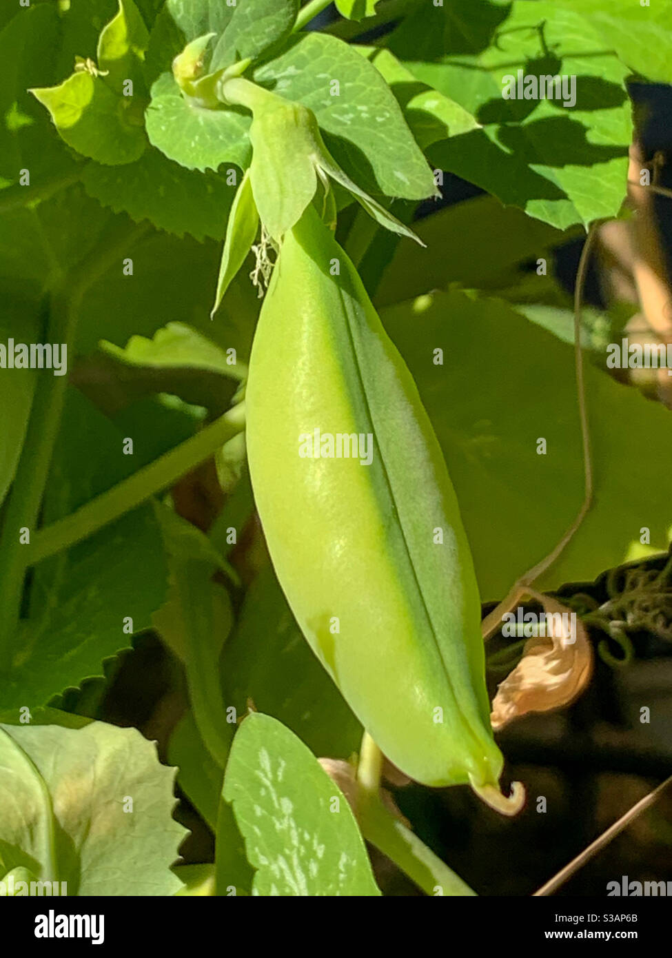 Green Snap Peas in a pod growing on the vine - Smartphone Captured Stock Image