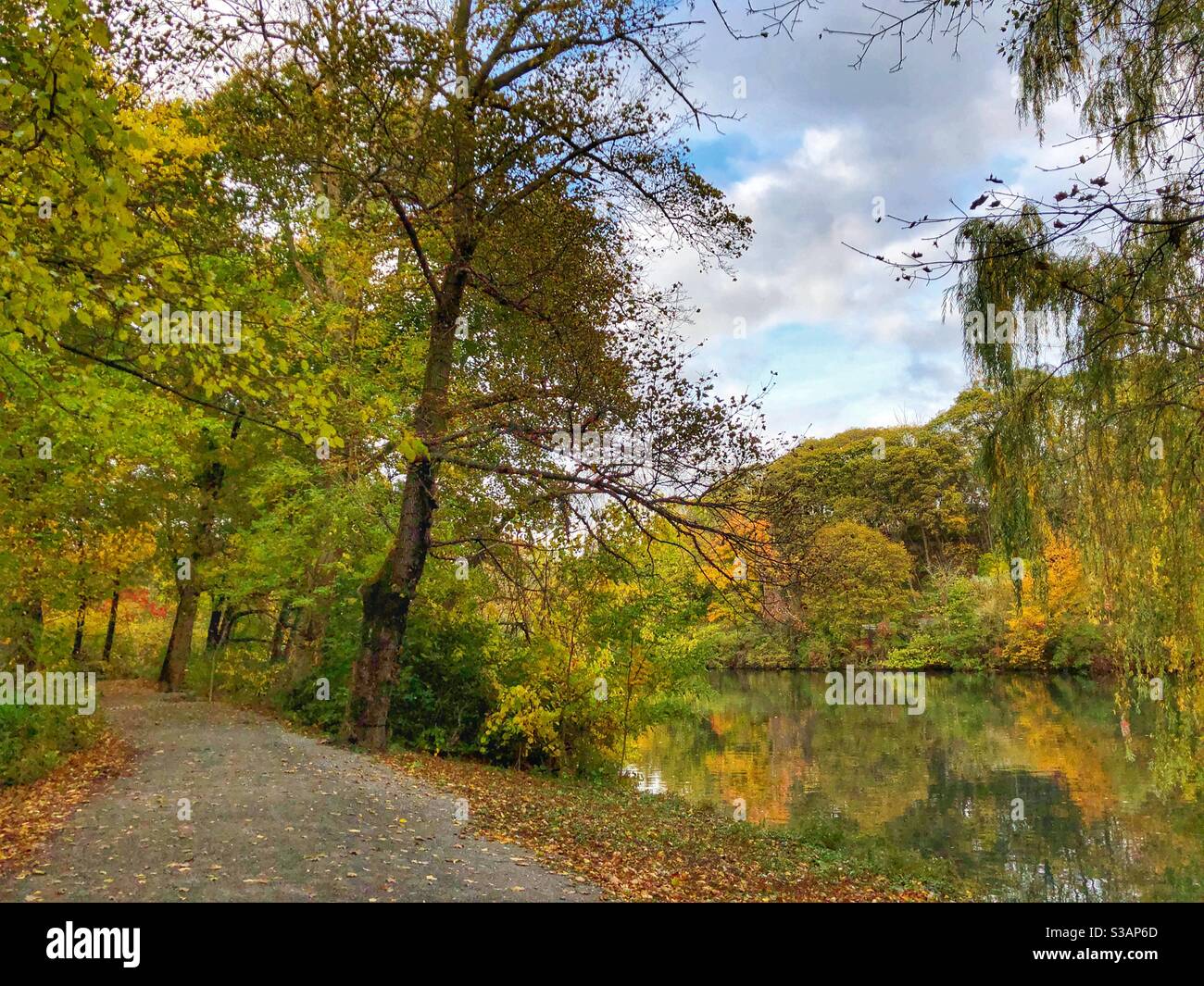 Autumn leaves in the woods Stock Photo - Alamy