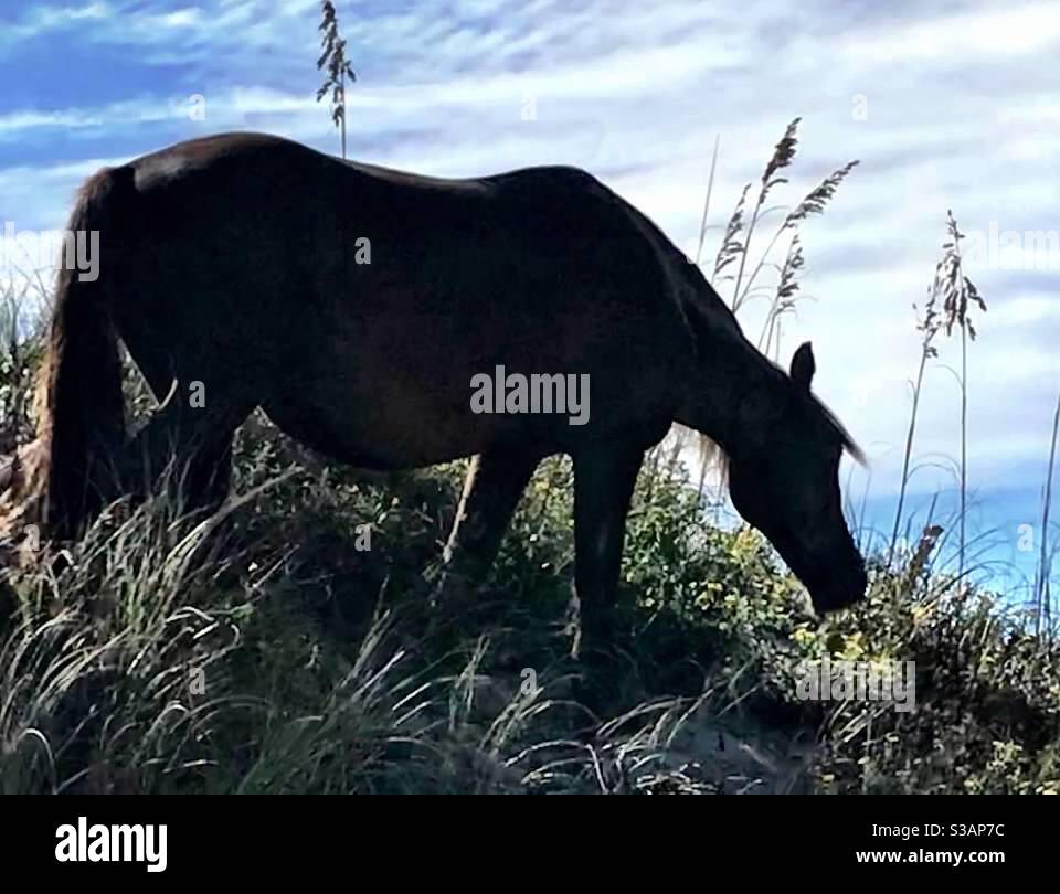 A feral mustang grazing on sea oats north of Corolla, North Carolina. - Smartphone Captured Stock Image
