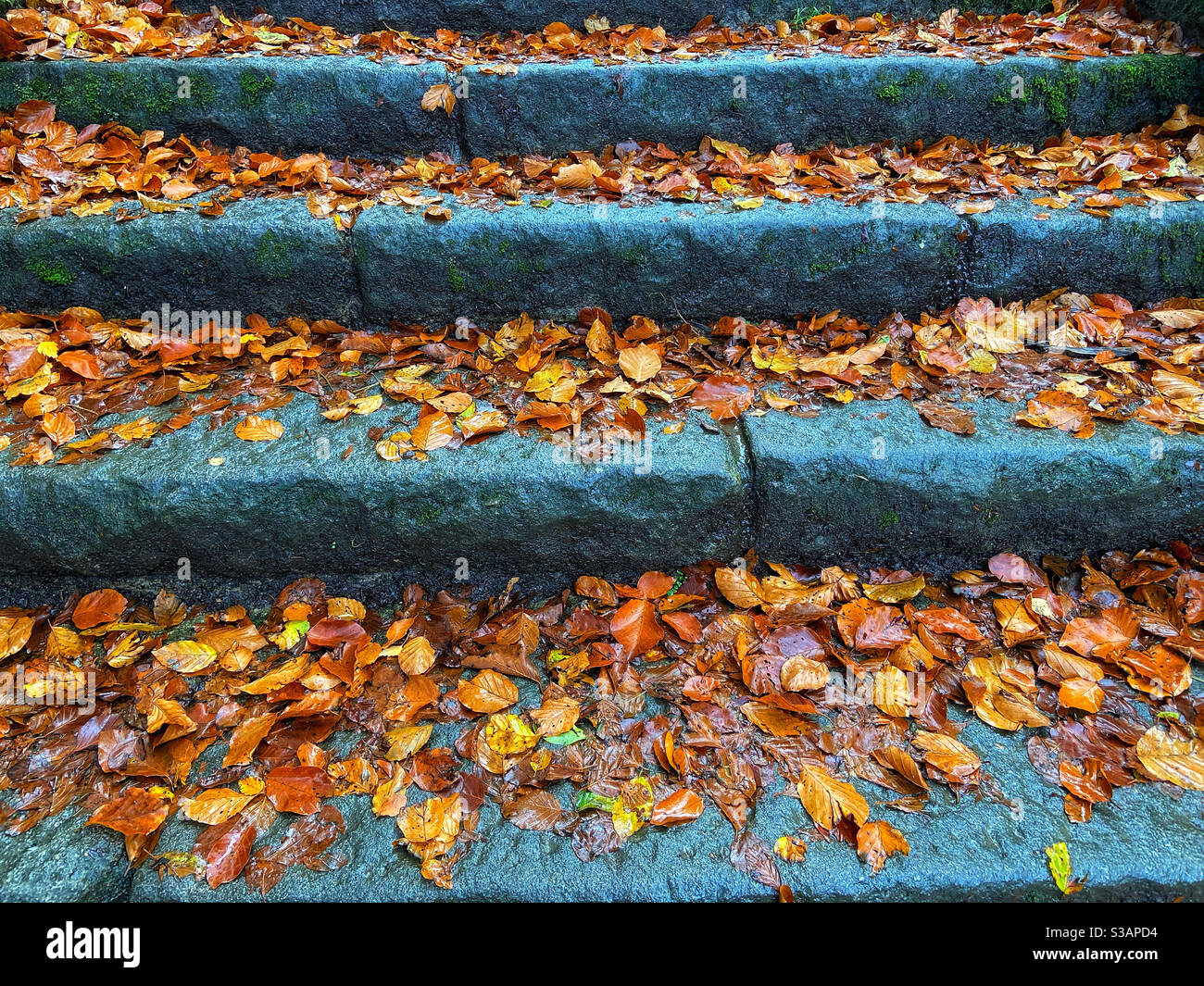 Autumn leaves on stone steps at Rivington in Lancashire Stock Photo
