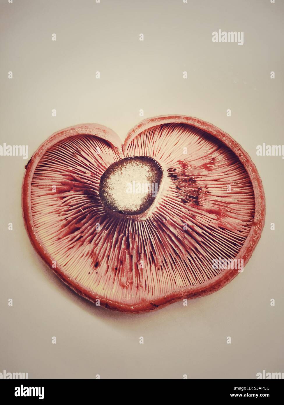 Chanterelle mushroom with heart shape Stock Photo