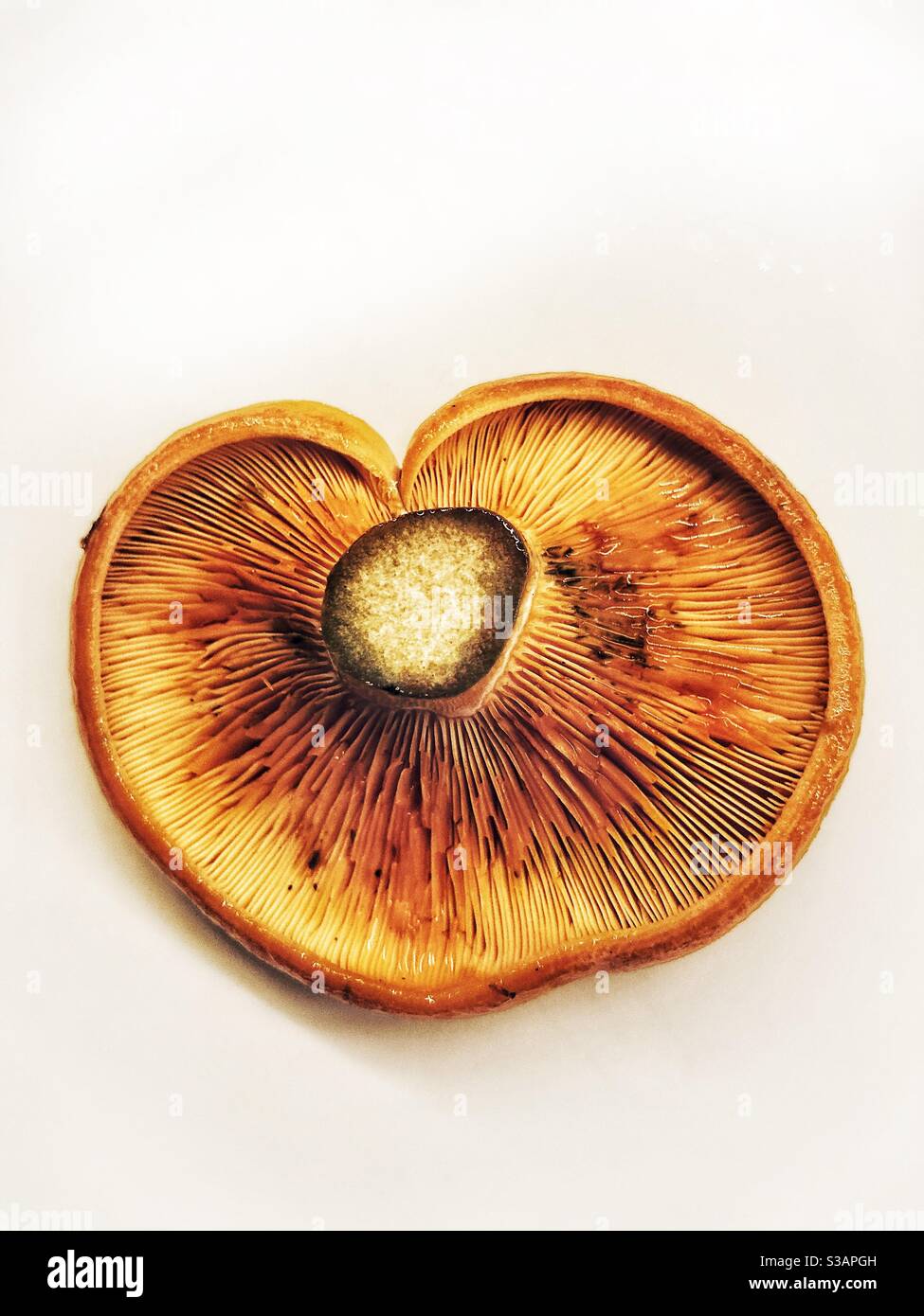 Chanterelle mushroom with hesrt shaped - Smartphone Captured Stock Image