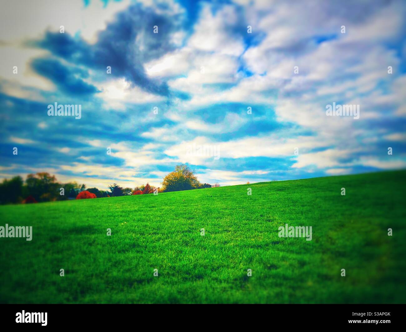 Autumn splendor, colorful leaves within various trees making Fall season a beautiful sight. - Smartphone Captured Stock Image