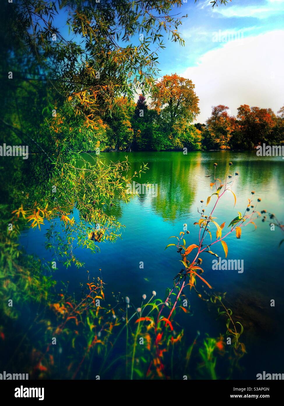 Autumn splendor, colorful leaves within various trees making Fall season a beautiful sight. - Smartphone Captured Stock Image