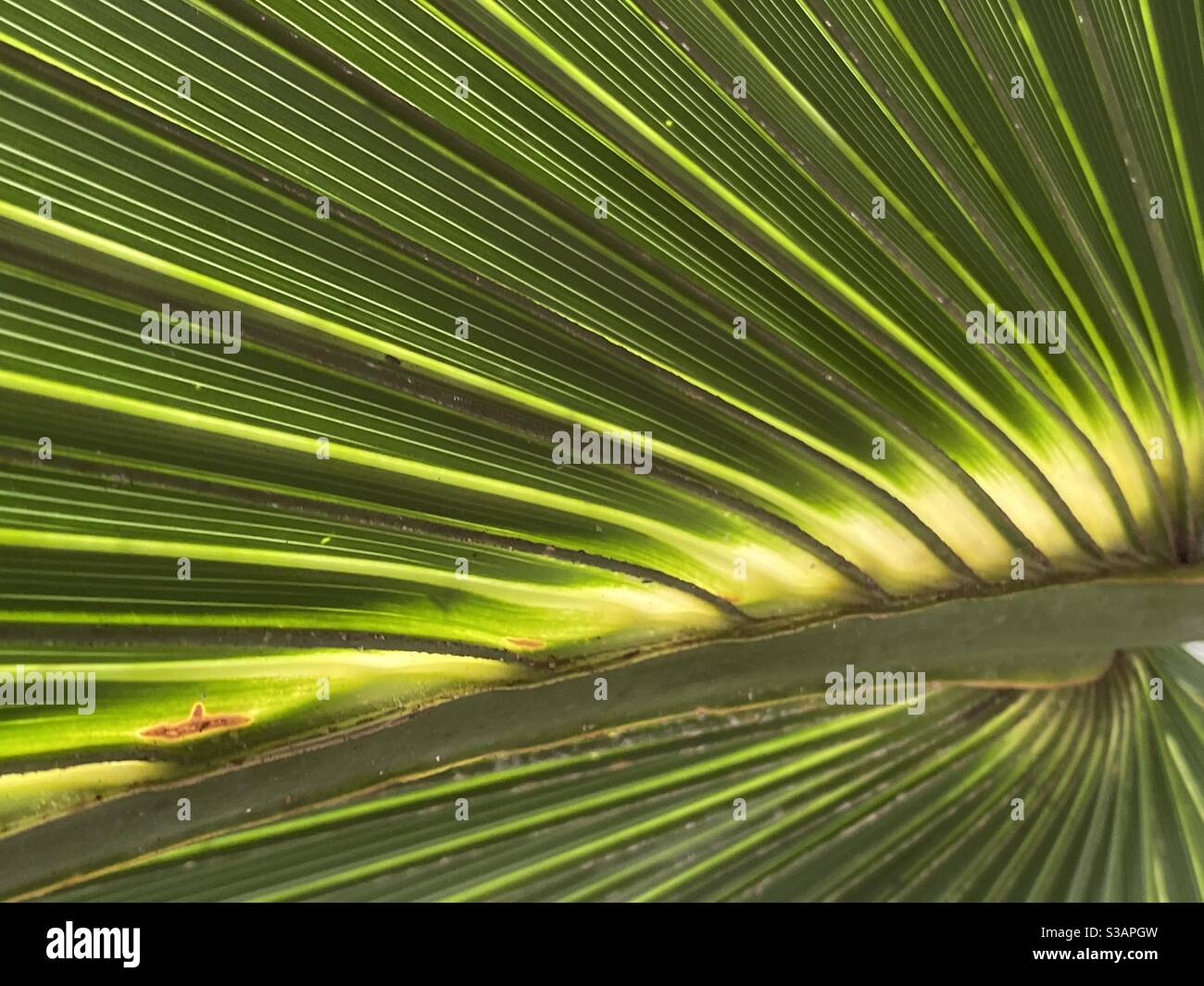 Abstract background of tropical palm leaf with sun shining through the leaf - Smartphone Captured Stock Image