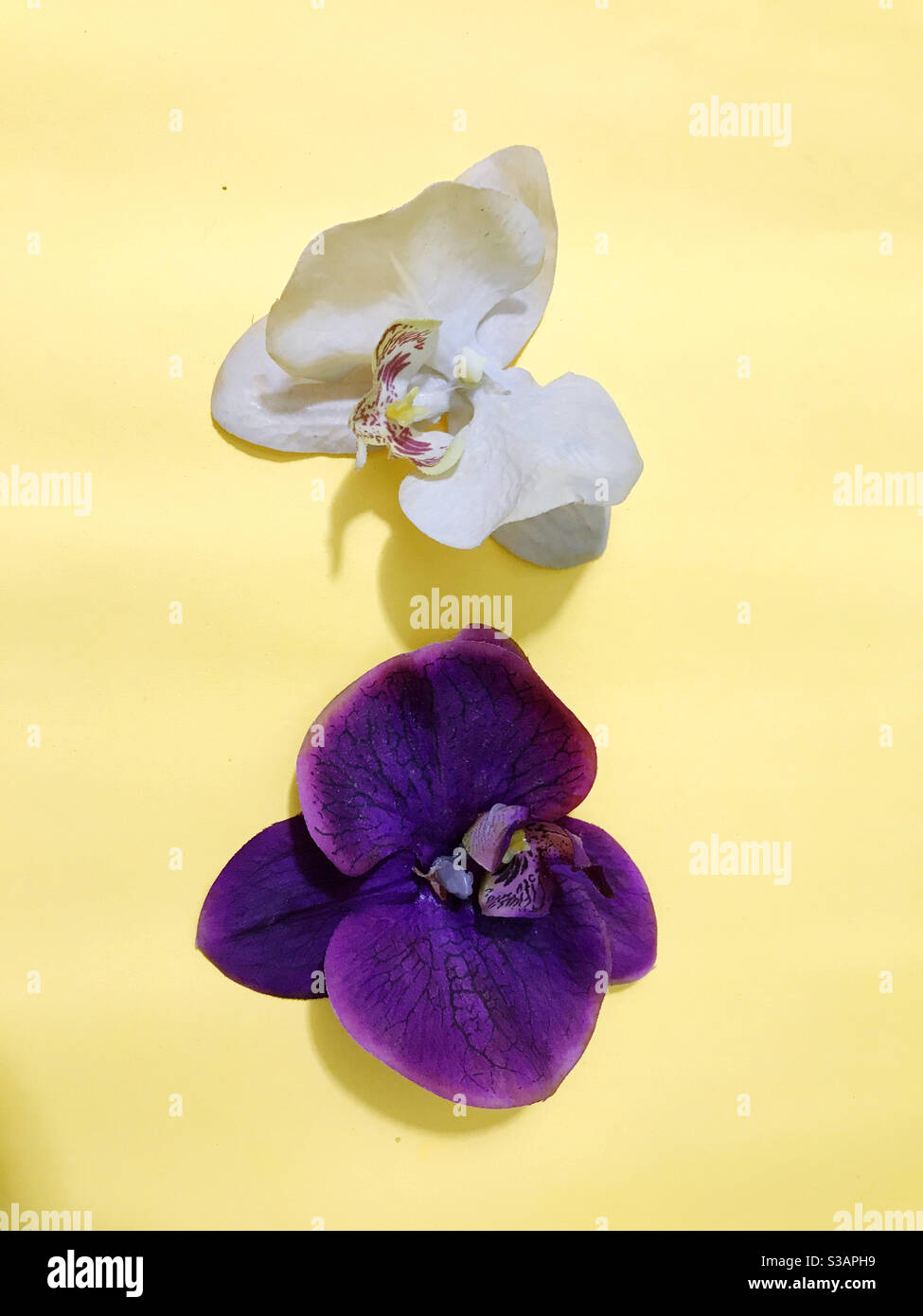 Purple yellow white flower hi-res stock photography and images - Alamy