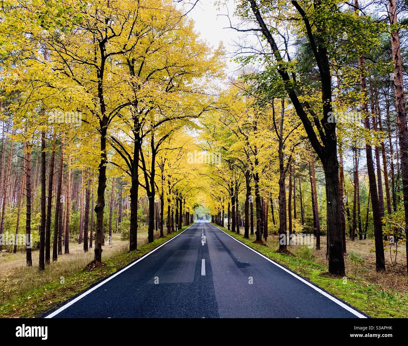 An empty road goes through a tunnel of trees in the countryside. Outside Berlin, Germany. - Smartphone Captured Stock Image