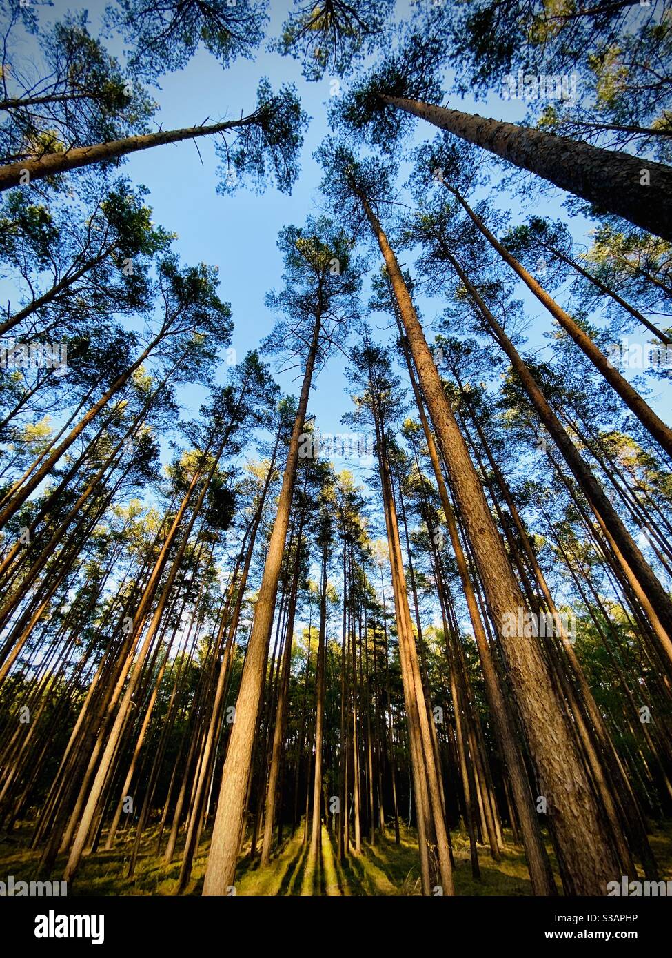 Looking up in a forest of trees. Germany. - Smartphone Captured Stock Image