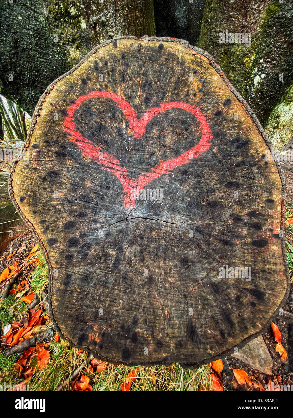 Heart shape painted in red on stump of tree - Smartphone Captured Stock Image