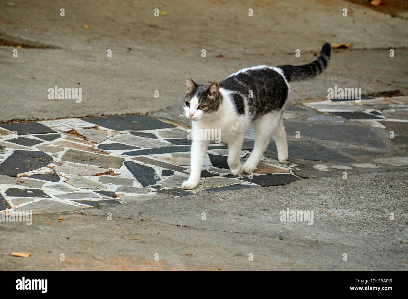 A spotted cat walks along a patterned path - Smartphone Captured Stock Image
