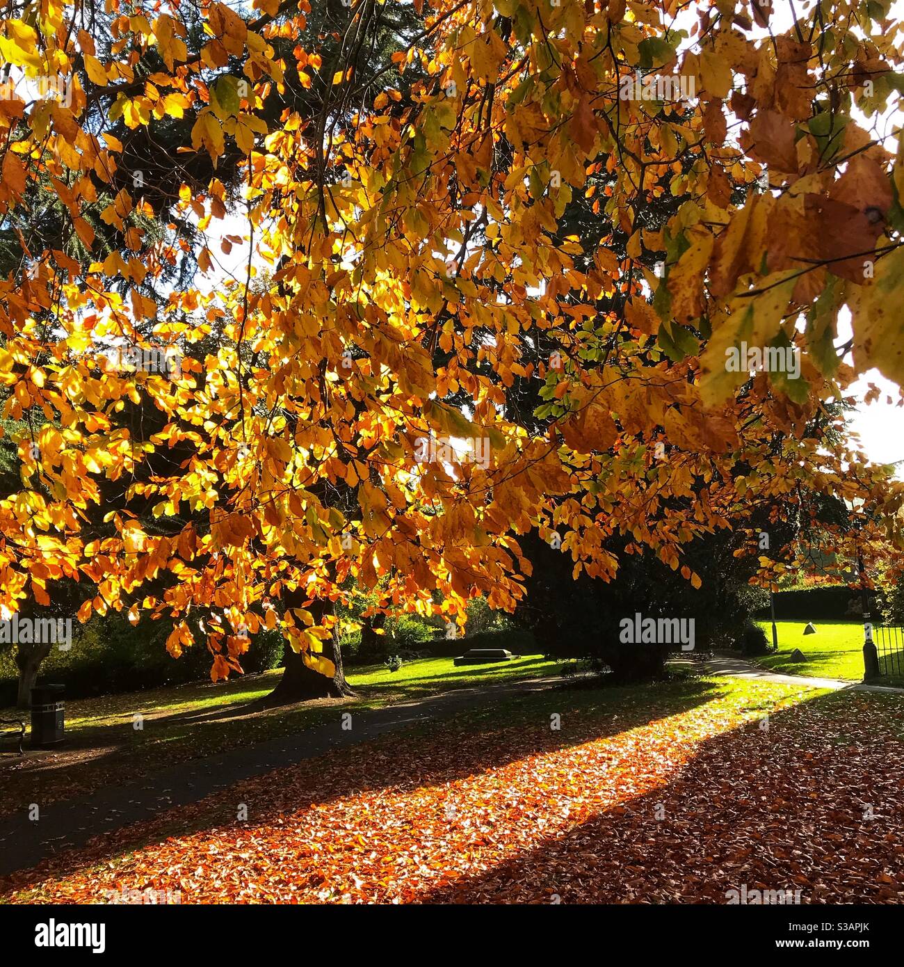 Golden autumnal colours hi-res stock photography and images - Alamy