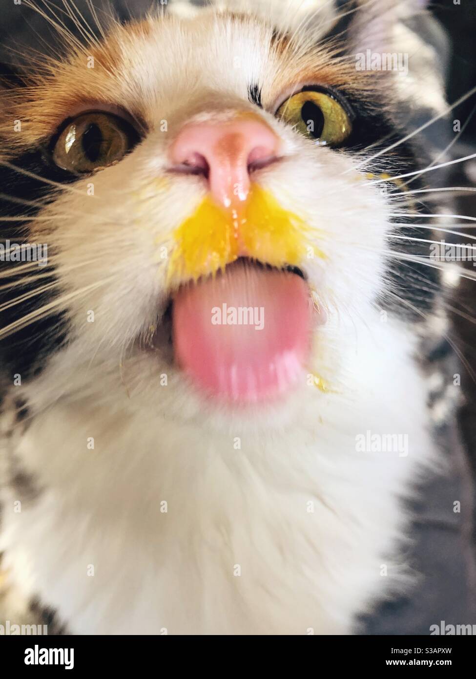 Calico kitten with egg yolk on its face sticking out tongue Stock Photo