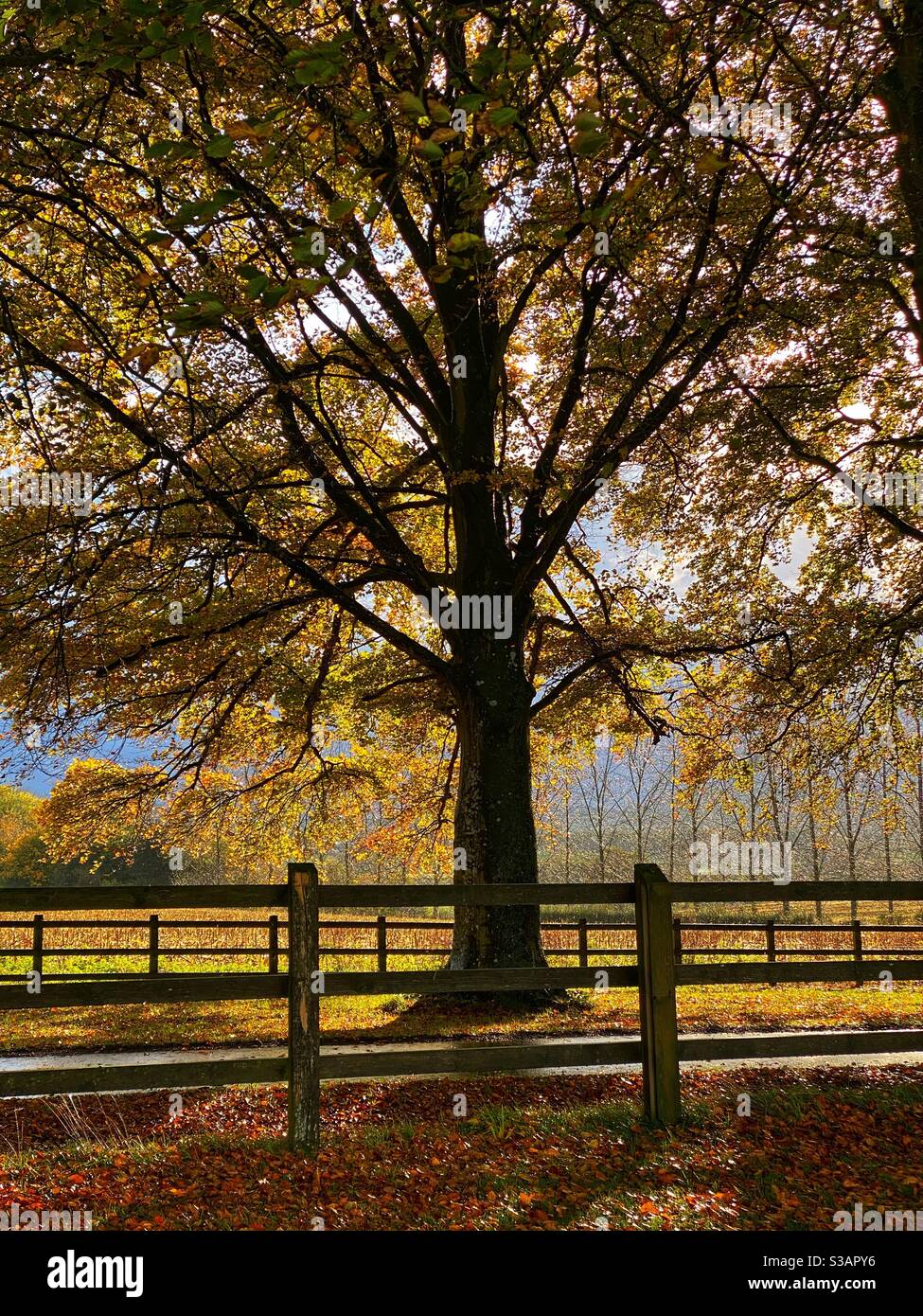 Beech tree in Autumn - Smartphone Captured Stock Image