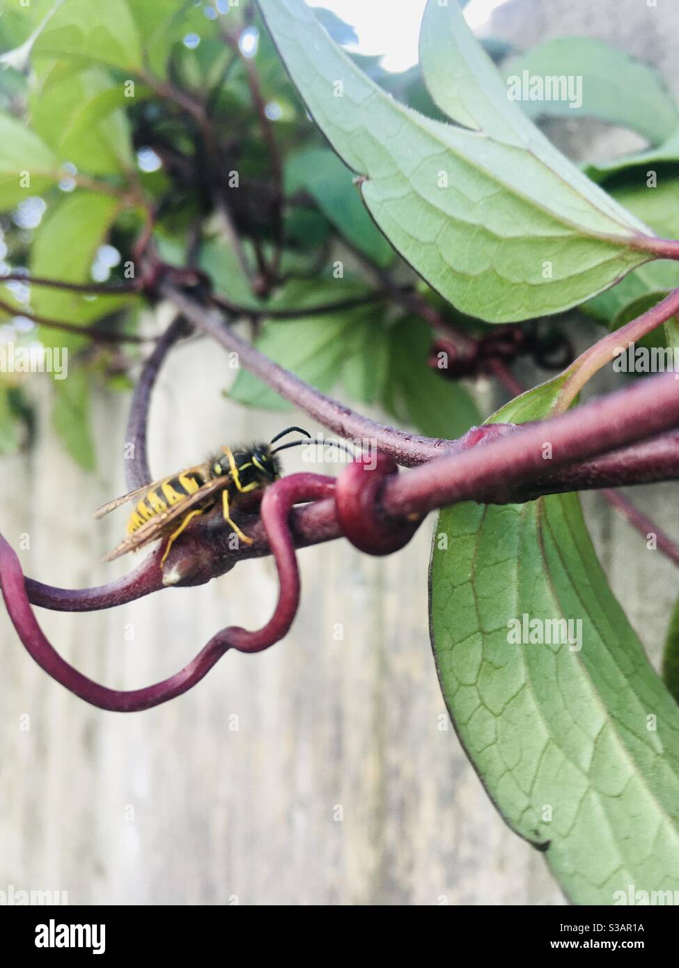 Pink wasp hi-res stock photography and images - Alamy
