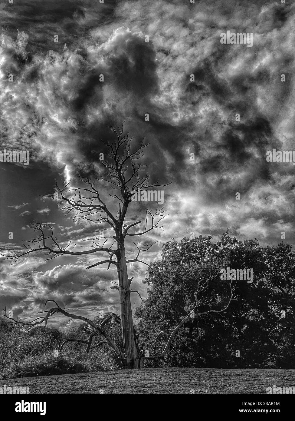 Dead tree with dramatic sky - Smartphone Captured Stock Image