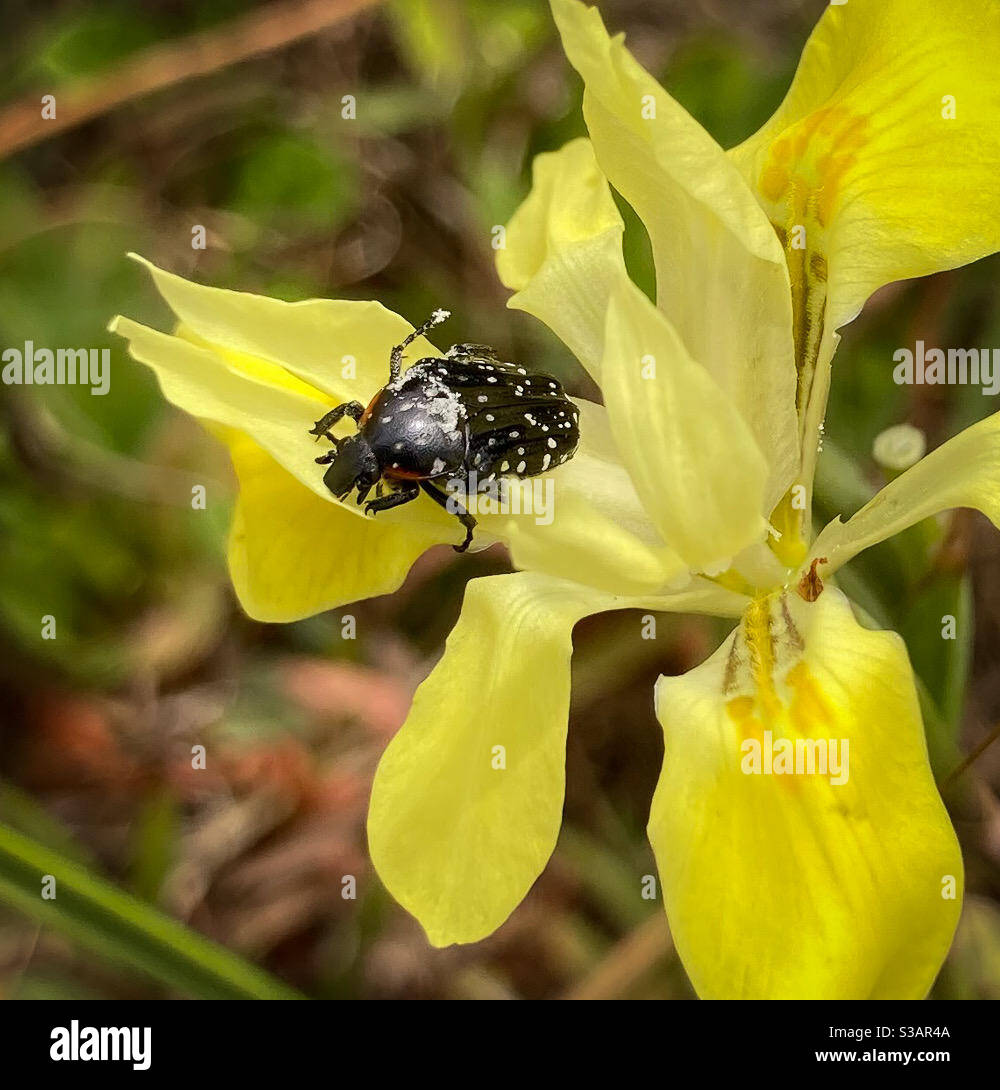 A Common Dotted Fruit Chafer beetle (Oxythyrea marginalis) pollinating a Sweet Tulip flower (Morea fugax, yellow form) on the slopes of Table Mountain, Cape Town, Western Cape Province, South Africa. Stock Photo