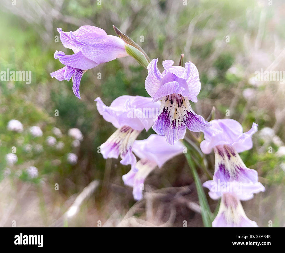 A wild Gladiolus carinatus (Blue Afrikaner) flower in the Cape fynbos