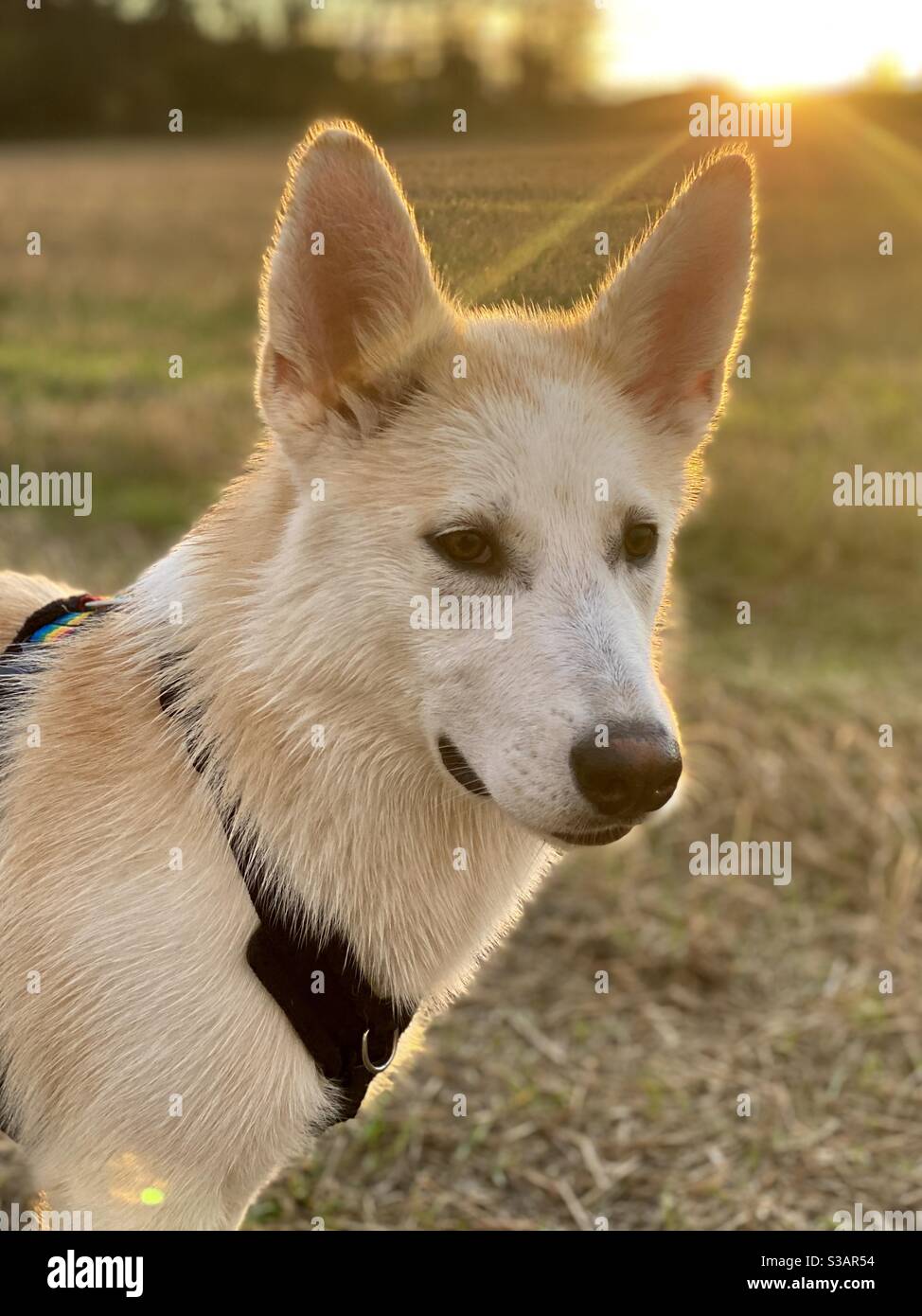 Dingo husky mix best sale puppies