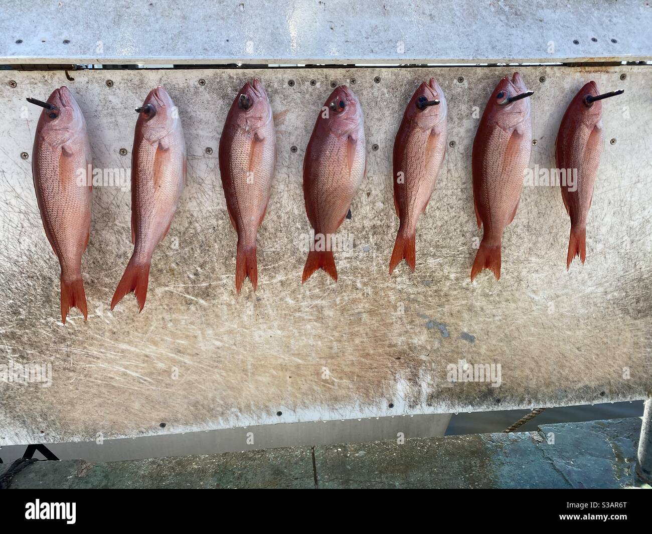 October fishing season Florida with red snapper fish on a cleaning station - Smartphone Captured Stock Image