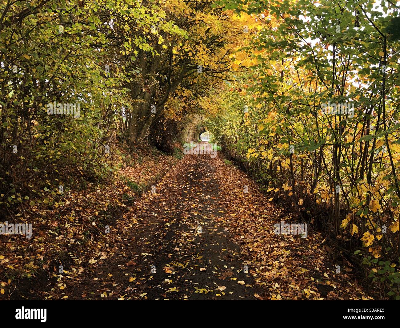 An Autumn walk under natures canopy Stock Photo