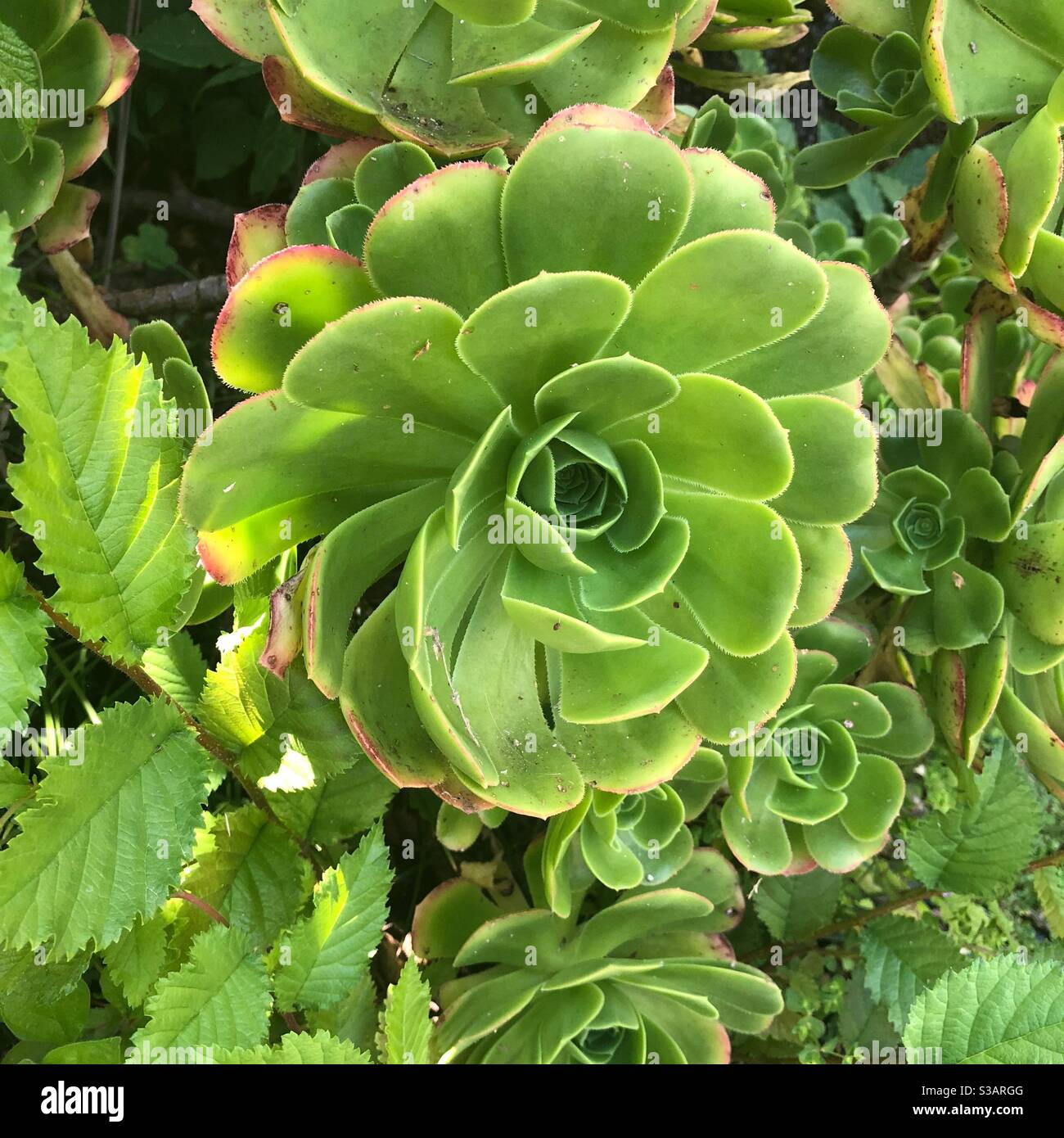 Green flower captured in the botanical gardens in Lisbon Stock Photo 