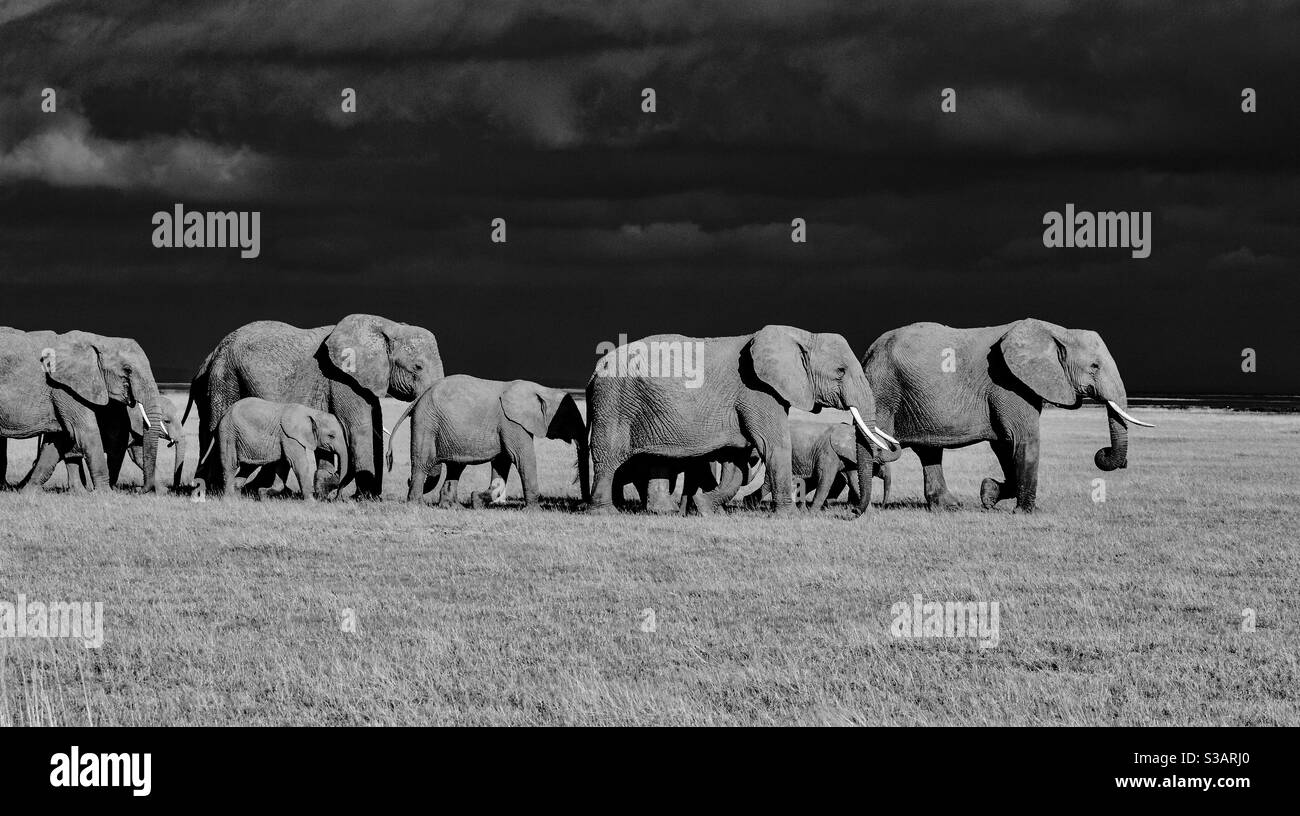 Elephants at Amboseli National Park, Kenya Stock Photo