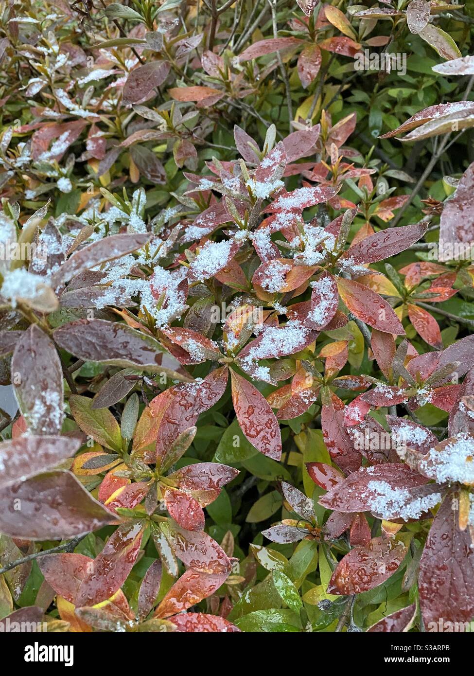 Dusting of snow on azalea bush in late October - Smartphone Captured Stock Image