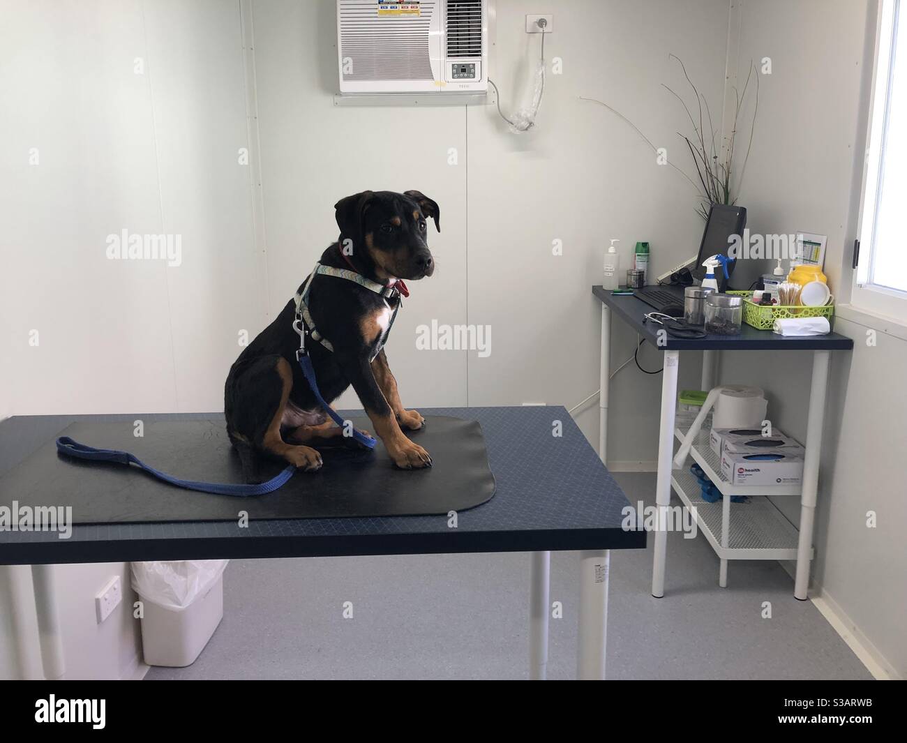 Puppy waiting to see the vet. Rotto is a six month old Staffy Kelpie cross. - Smartphone Captured Stock Image