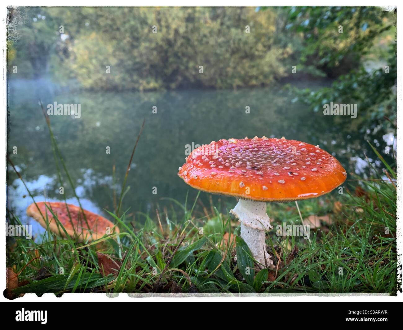 Red spotty mushroom near waters edge Stock Photo